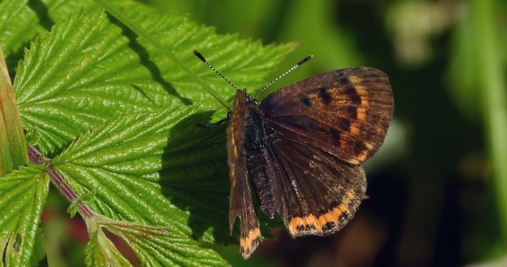 Czerwończyk uroczek (Lycaena tityrus, syn. Heodes tityrus)