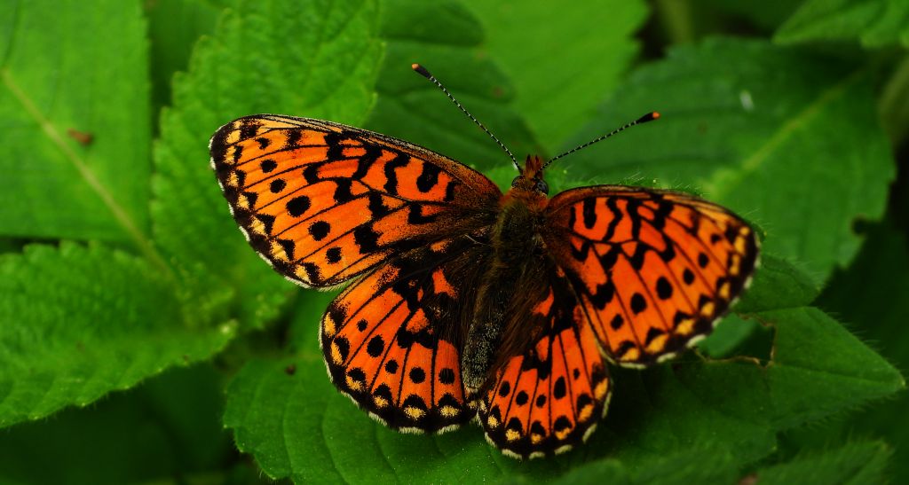 Dostojka selene (Boloria selene)
