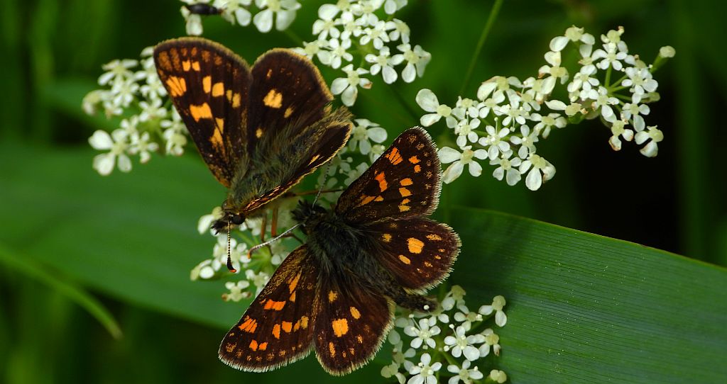 Kosternik palemon (Carterocephalus palaemon)