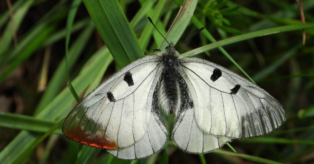Niepylak mnemozyna (Parnassius mnemosyne)