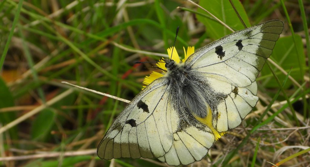 Niepylak mnemozyna (Parnassius mnemosyne)