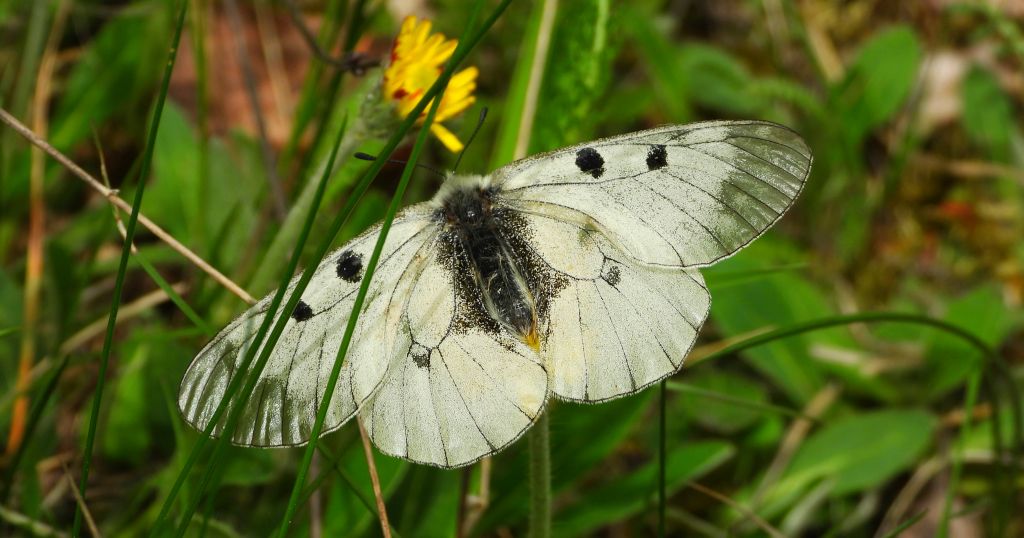Niepylak mnemozyna (Parnassius mnemosyne)