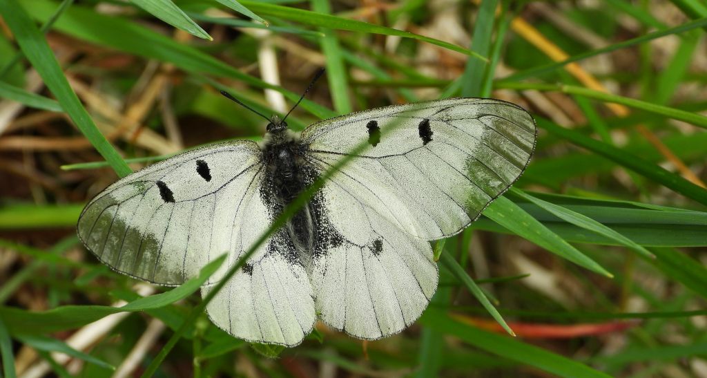 Niepylak mnemozyna (Parnassius mnemosyne)