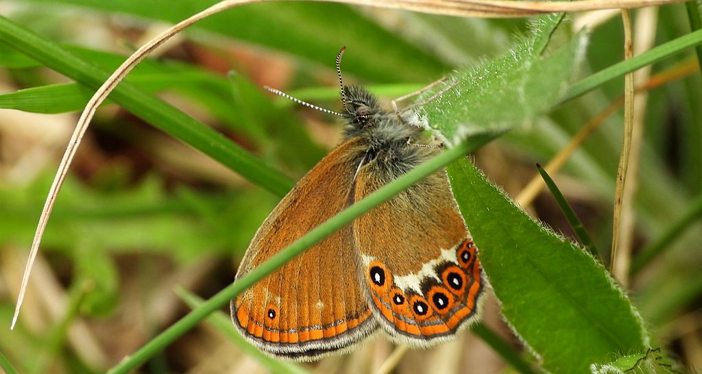 Strzępotek hero (Coenonympha hero)