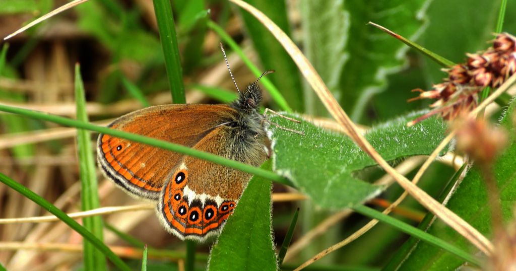 Strzępotek hero (Coenonympha hero)