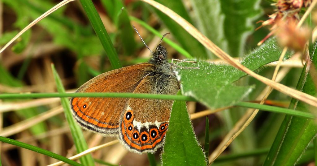 Strzępotek hero (Coenonympha hero)