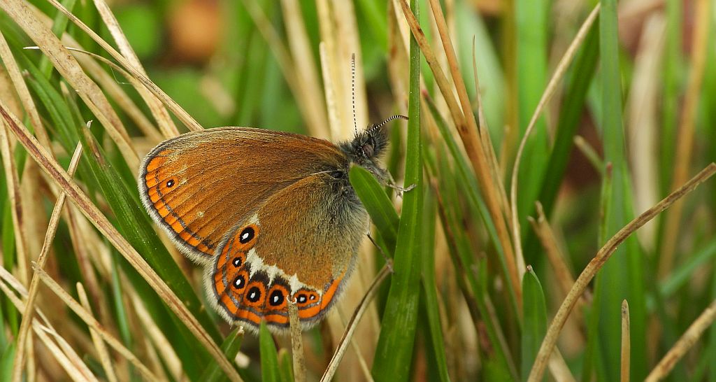 Strzępotek hero (Coenonympha hero)