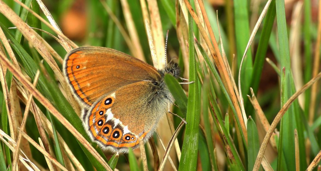 Strzępotek hero (Coenonympha hero)
