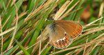 Strzępotek hero (Coenonympha hero)