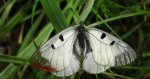 Niepylak mnemozyna (Parnassius mnemosyne)