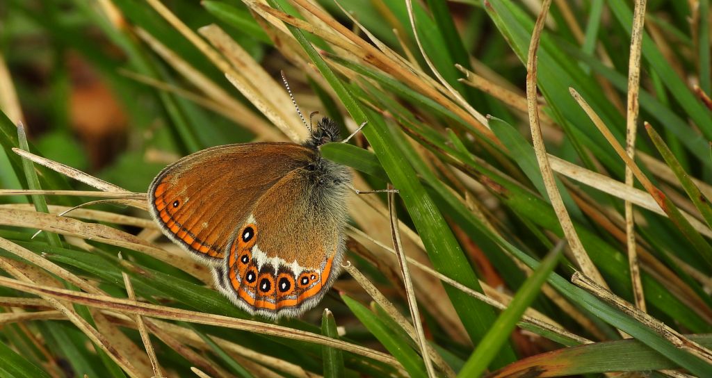 Strzępotek hero (Coenonympha hero)