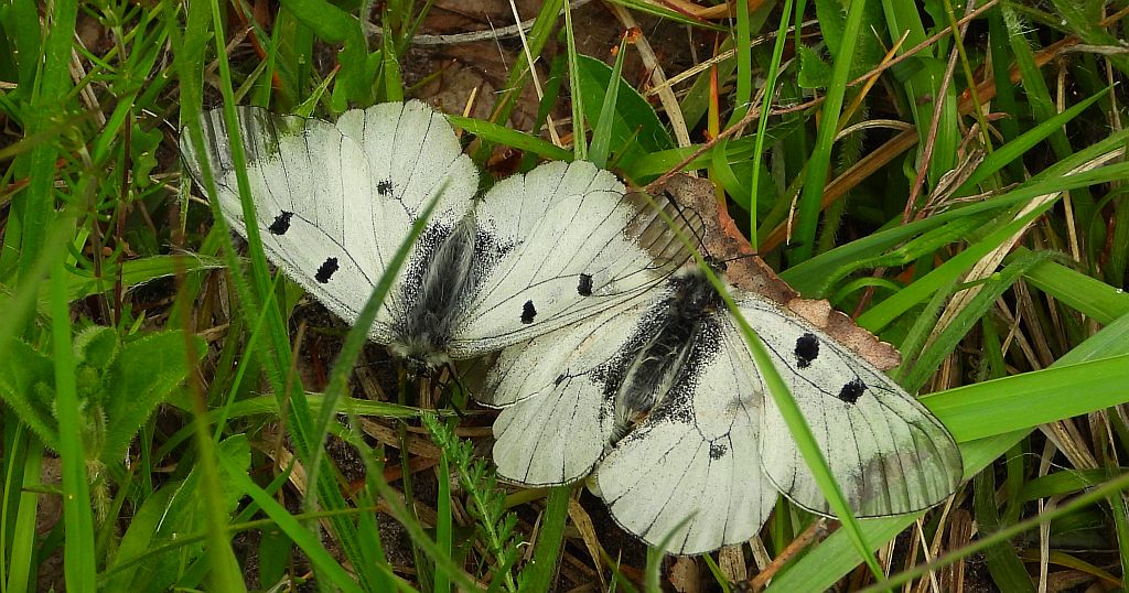 Niepylak mnemozyna (Parnassius mnemosyne)