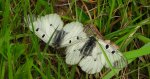 Niepylak mnemozyna (Parnassius mnemosyne)