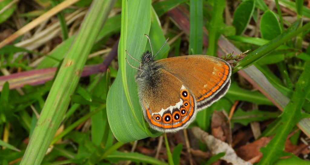 Strzępotek hero (Coenonympha hero)