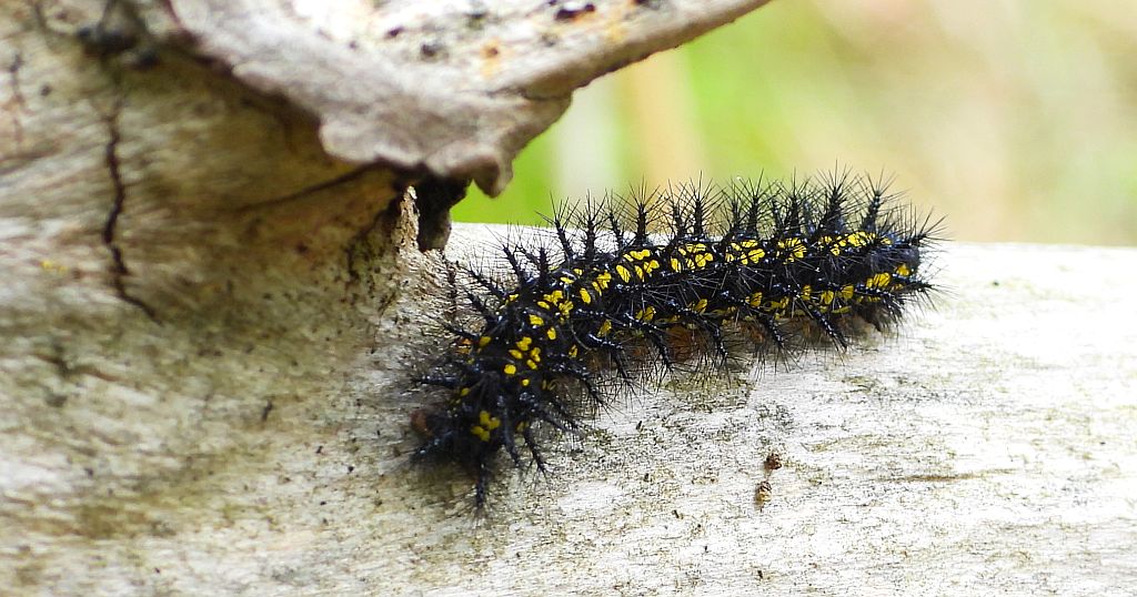 Przeplatka maturna (Euphydryas maturna)