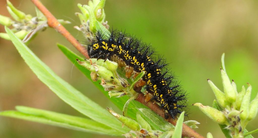 Przeplatka maturna (Euphydryas maturna)