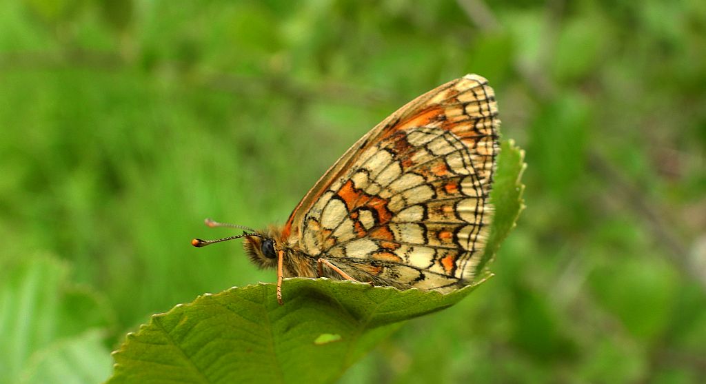 Przeplatka atalia (Melitaea athalia)
