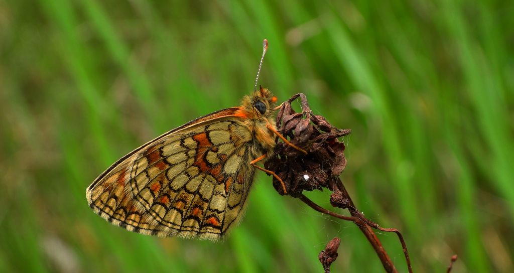 Przeplatka atalia (Melitaea athalia)
