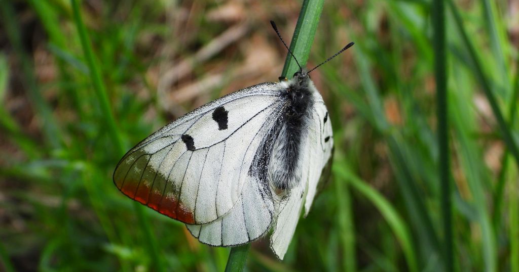 Niepylak mnemozyna (Parnassius mnemosyne)