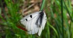 Niepylak mnemozyna (Parnassius mnemosyne)