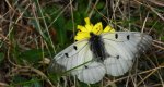 Niepylak mnemozyna (Parnassius mnemosyne)
