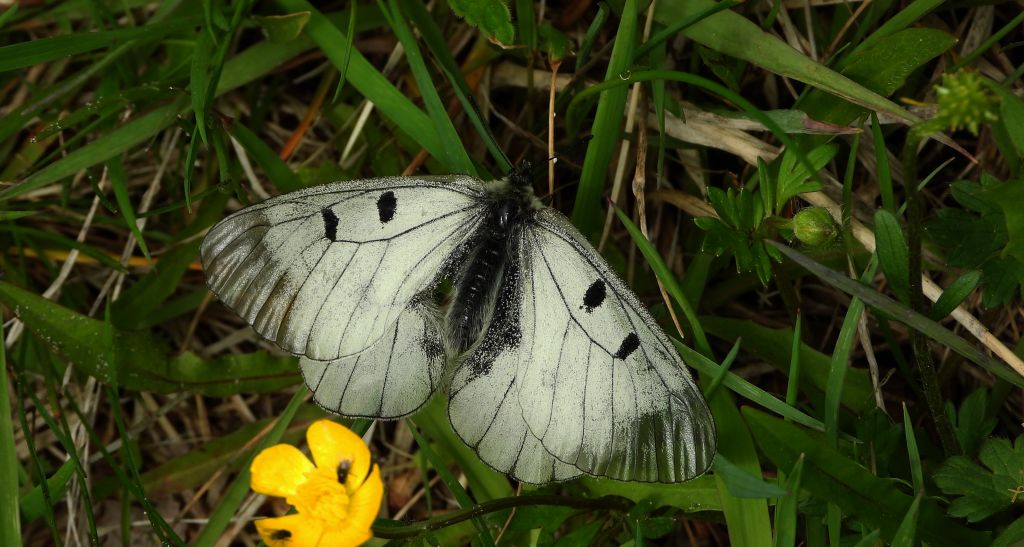 Niepylak mnemozyna (Parnassius mnemosyne)