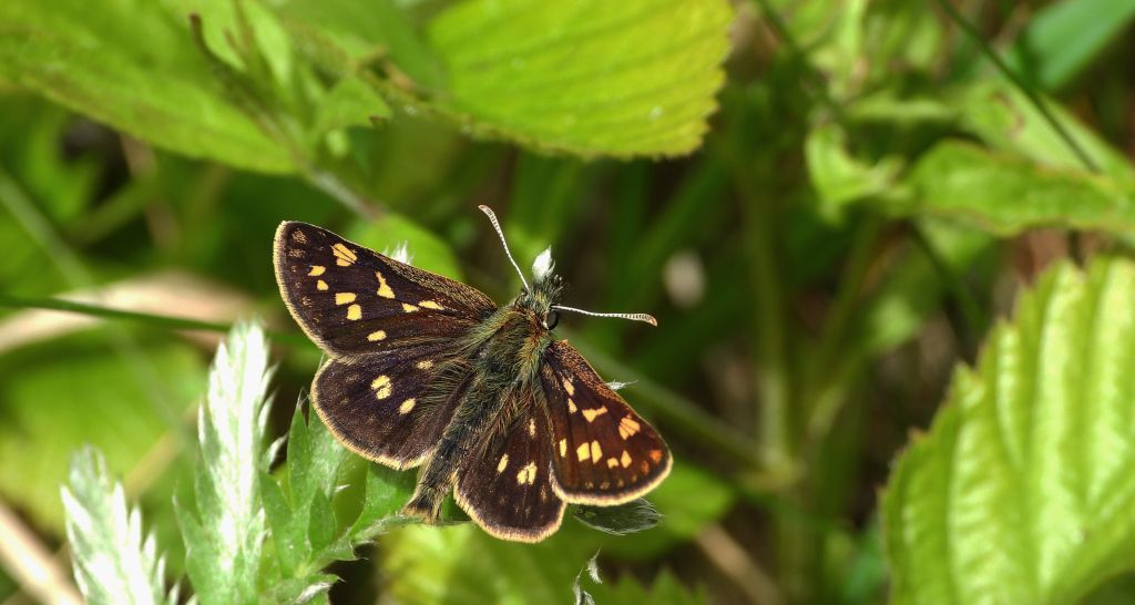 Kosternik palemon (Carterocephalus palaemon)