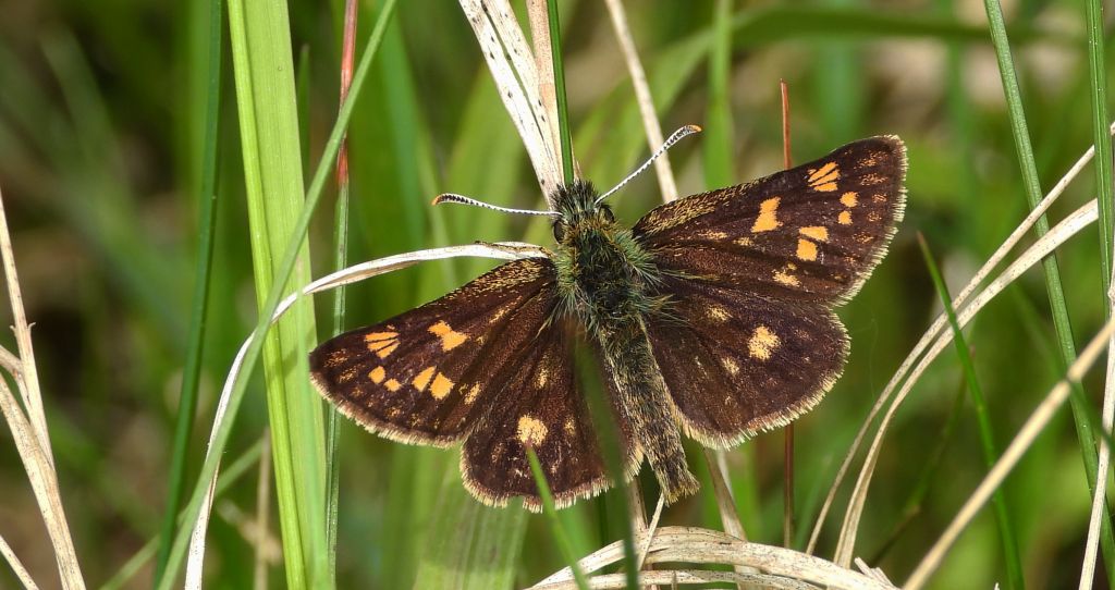 Kosternik palemon (Carterocephalus palaemon)