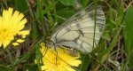 Niepylak mnemozyna (Parnassius mnemosyne)