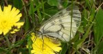 Niepylak mnemozyna (Parnassius mnemosyne)