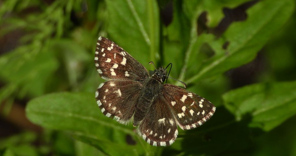 Powszelatek malwowiec (Pyrgus malvae)