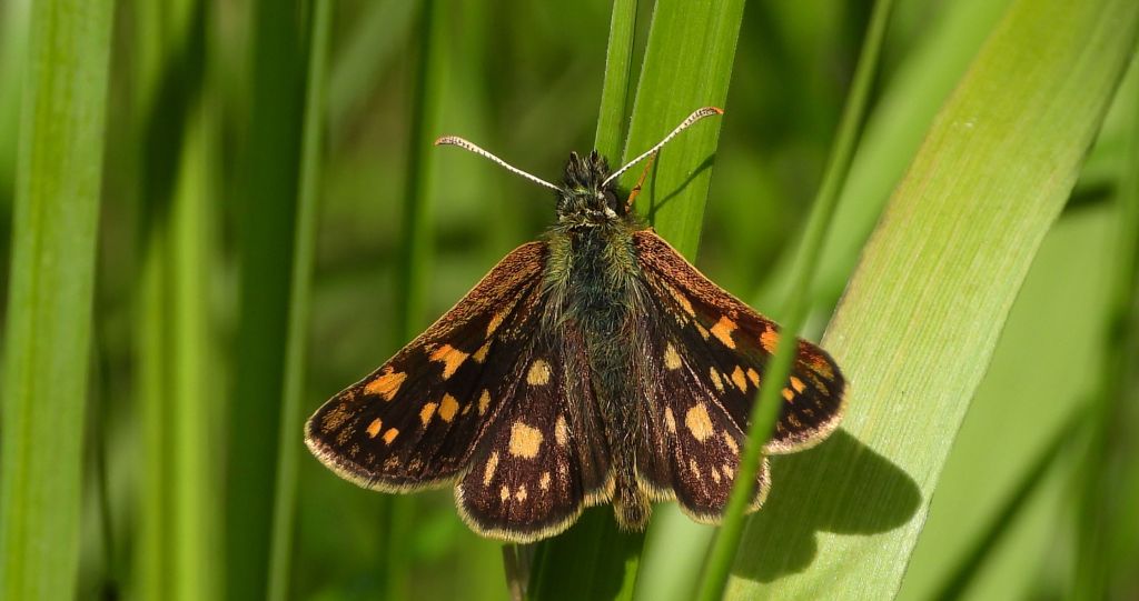 Kosternik palemon (Carterocephalus palaemon)
