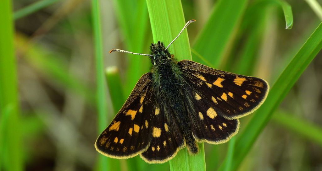 Kosternik palemon (Carterocephalus palaemon)