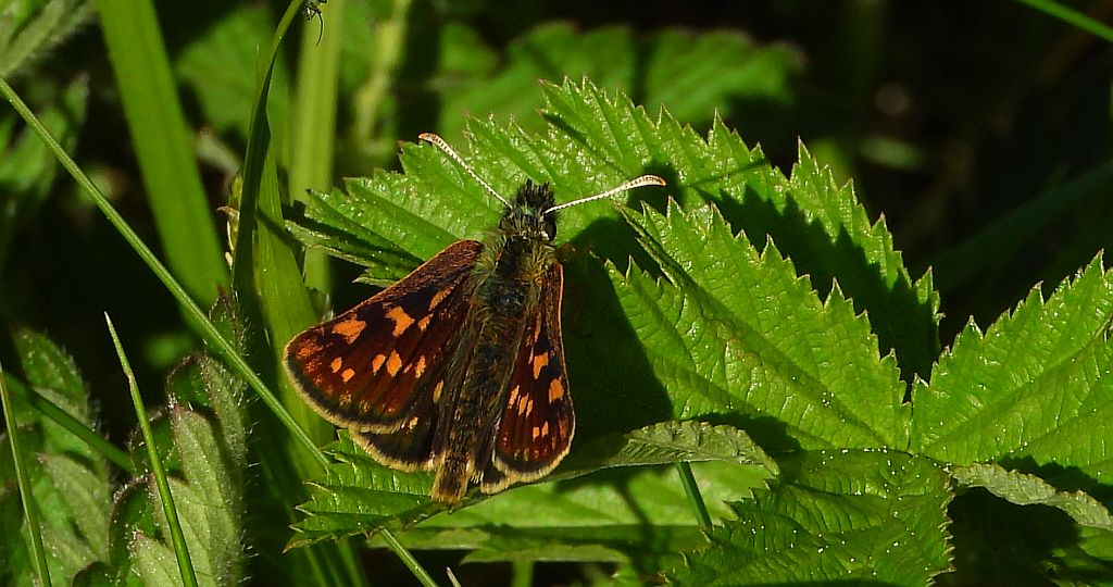 Kosternik palemon (Carterocephalus palaemon)