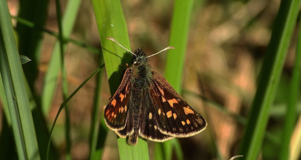 Kosternik palemon (Carterocephalus palaemon)