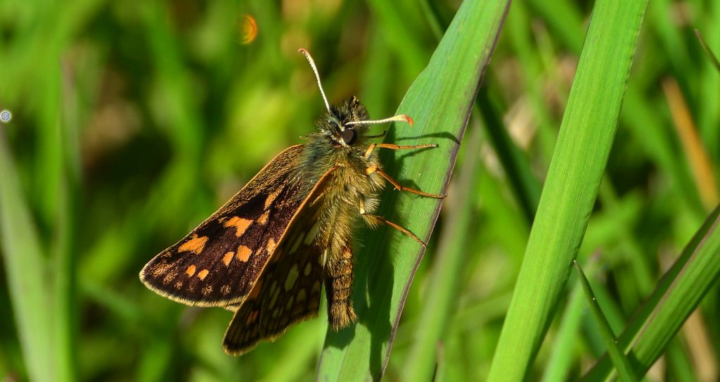 Kosternik palemon (Carterocephalus palaemon)