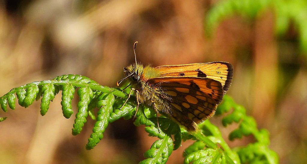 Kosternik leśniak (Carterocephalus silvicola)
