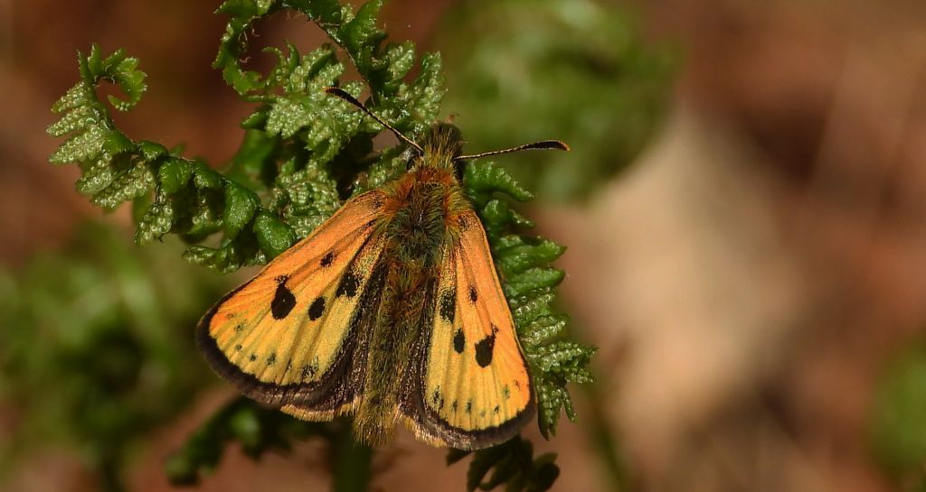 Kosternik leśniak (Carterocephalus silvicola)