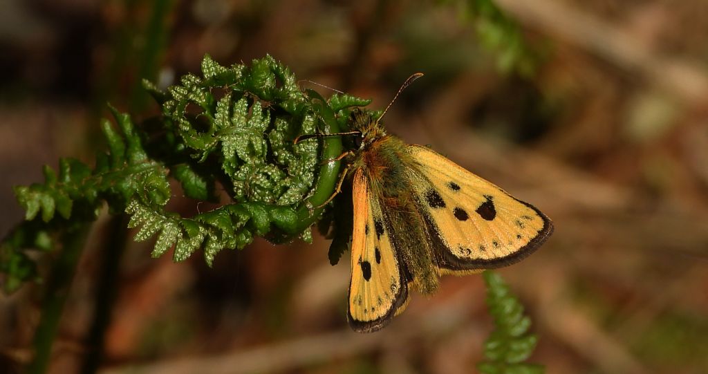 Kosternik leśniak (Carterocephalus silvicola)