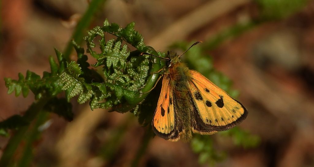 Kosternik leśniak (Carterocephalus silvicola)