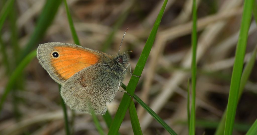 Strzępotek ruczajnik (Coenonympha pamphilus)