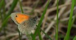 Strzępotek ruczajnik (Coenonympha pamphilus)