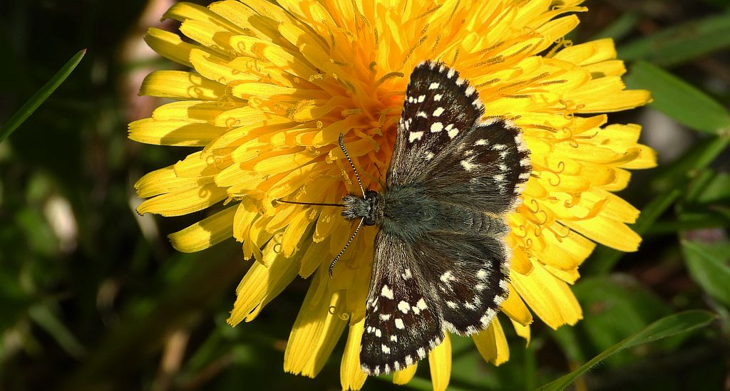 Powszelatek malwowiec (Pyrgus malvae)
