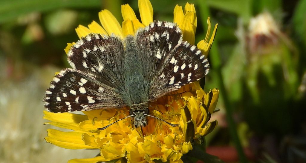 Powszelatek malwowiec (Pyrgus malvae)