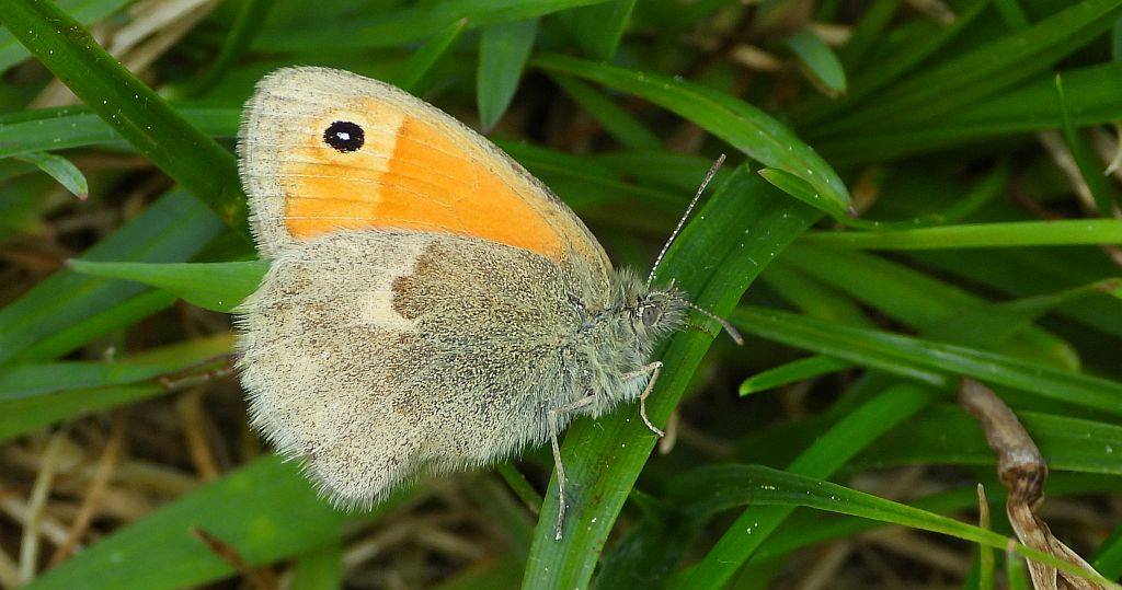 Strzępotek ruczajnik (Coenonympha pamphilus)
