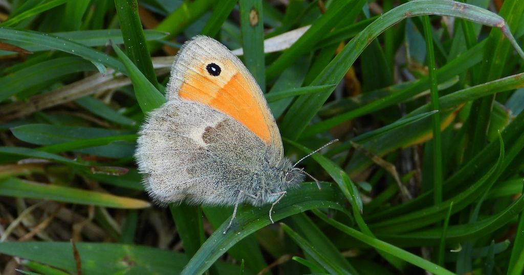 Strzępotek ruczajnik (Coenonympha pamphilus)