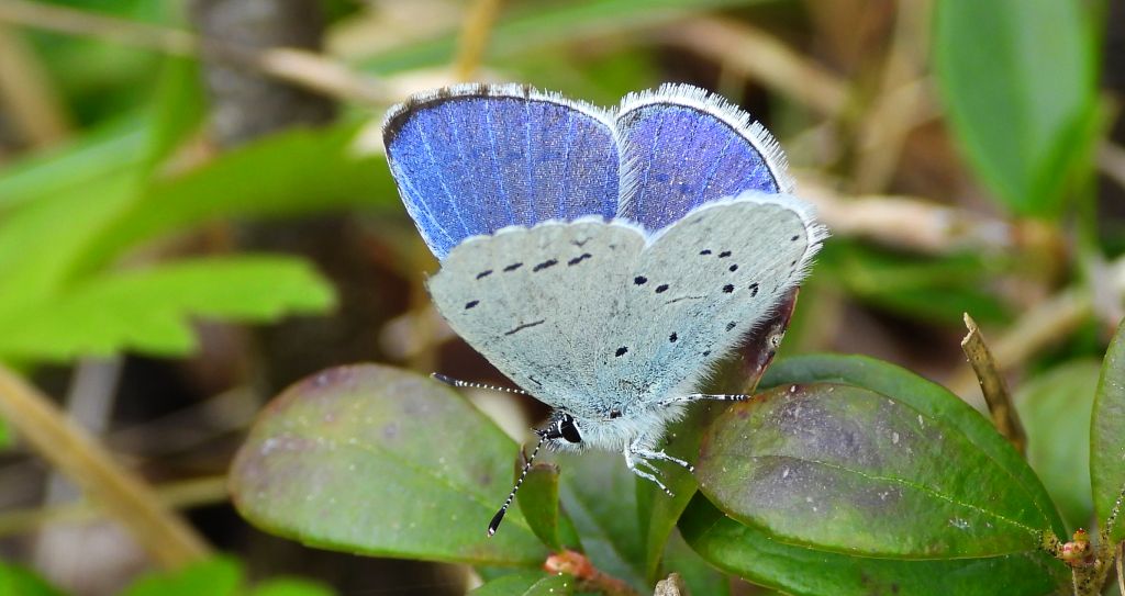 Modraszek wieszczek (Celastrina argiolus)