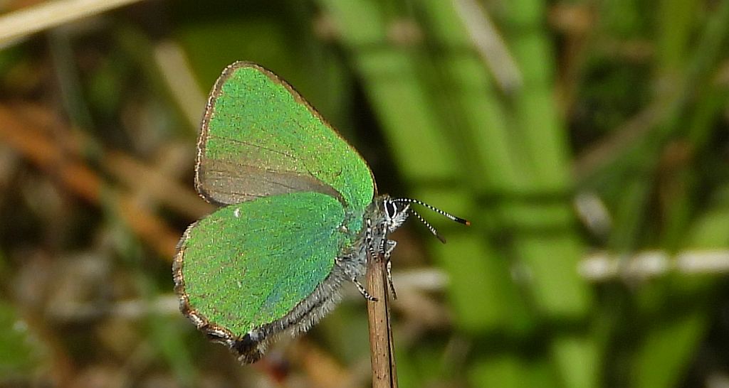 Zieleńczyk ostrężyniec (Callophrys rubi)