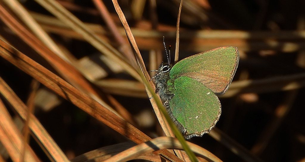 Zieleńczyk ostrężyniec (Callophrys rubi)