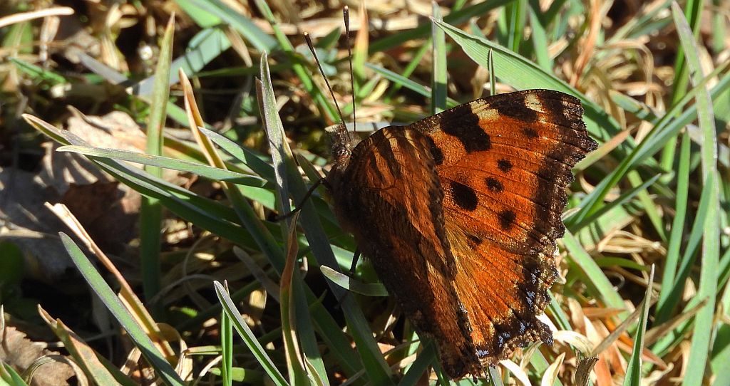 Rusałka wierzbowiec (Nymphalis polychloros)